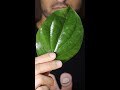 How to Make Paan