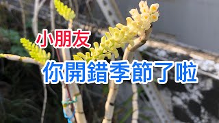 石斛蘭 小朋友你開錯季節了啦  蘭花 白牙刷石斛蘭  你開錯季節了啦！！