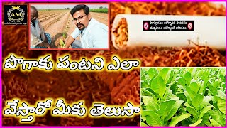 పొగాకు పంటను ఎలా వేస్తారు మీకు తెలుసా! | The History of Tobacco |@AshokMuluguriVlogs