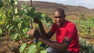 Growing grapes organically in Zambia