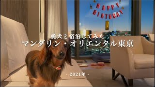 愛犬と「マンダリン オリエンタル東京／マンダリン・スイート」に宿泊してみた（てんちゃん1歳：カニヘン・ダックス）