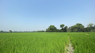 Bil | Dhan Khet | Green View | Bangladesh Nature view