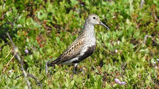 Kärrsnäppa läte. Dunlin Call. Alpenstrandläufer Ruf. Calidris Alpina