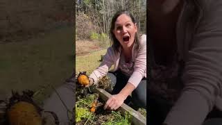 Harvesting Oxheart Carrots | Golden Arbor Flowers