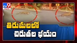 Cheetah Hulchul in Tirumala   : తిరుమలలో చిరుతపులులు కలకలం - TV9