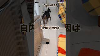 【21歳老猫ココさん】おじいにゃんもたまに日向ぼっこをする #cat #老猫 #猫のいる暮らし #老猫ココ #老猫介護 #シニア猫 #高齢猫 #お猫様 #ねこ #猫の日常 #白内障 #キジトラ