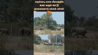 Wild Elephants roaming | Erode | Sathyamangalam | Arulavadi village | Sunnews