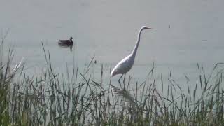 ダイサギが飛びます飛びます　芝川第一調節池の風景と鳥たち　～見沼田んぼ２０２１～