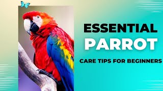 Essential Parrot Care Tips for Beginners