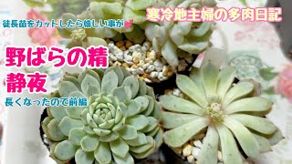 【多肉植物】徒長した野ばらの精と静夜のカット後#37（寒冷地主婦の多肉日記）