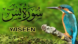 Surah Yaseen||By Mishary Rashid Alafasy||Open Quran