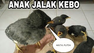 UNBOXING 6 ekor anakan burung jalak kebo | mata putih