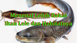 Mengenal lebih dekat Ikan lele dan habitatnya