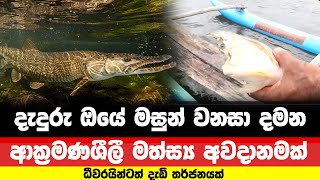 දැදුරු ඔයේ මසුන් කා දමන ආක්‍රමණශීලි මත්ස්‍ය තර්ජනයක්