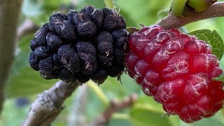 Real Morus Nigra Mulberry Trees...Considered The Best Tasting In The World!