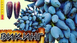 Виноград Викинг ( Grape Viking)