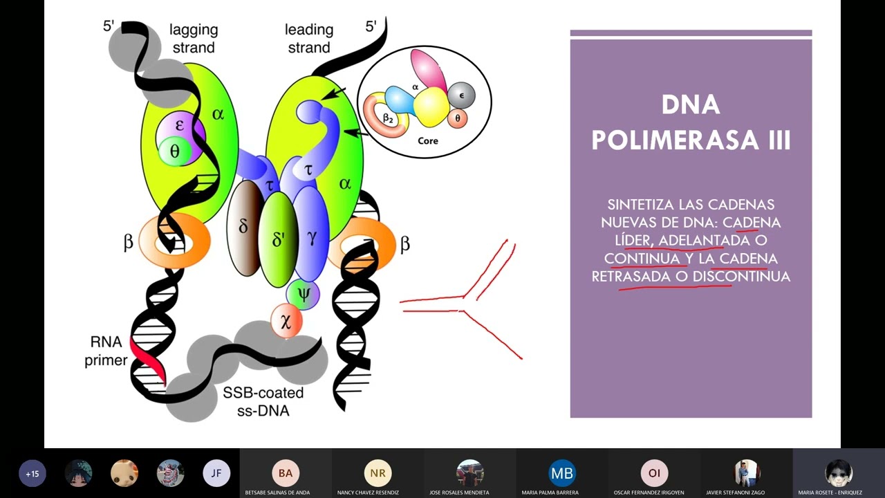 Funcion Molecular | Clase 6 (24 01 22) Enzimas DNA Polimerasa III - YouTube