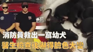 消防員從下水道救出一窩幼犬，獸醫檢查後卻嚇到臉色大變...... |#動物 #狗狗 #震撼 #奇跡 #怪異 #不可思議 #獸醫 #消防員 #驚人＃不可思議的動物