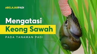 #BelajarPadi - Cara & Waktu yang Tepat Mengatasi Hama Keong pada Tanaman Padi