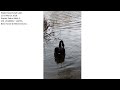 remembering the black swan on watermead lake aylesbury bucks 2016 2017 u0026 2018.