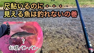 【あきる野市秋川】サマーランド前の鮎釣り