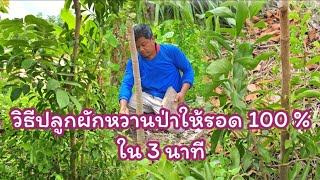 วิธีปลูกผักหวานป่าให้รอด 100% ใน 3 นาที || ช่องเอ็นดูฟาร์มรัก