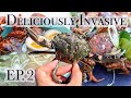 Deliciously Invasive Ep.2: European Green Crab as Sustainable Food Source