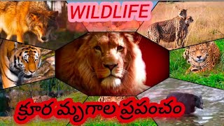 #wild world #wild Animals #క్రూర మృగాల ప్రపంచం#جنگلی جانور #