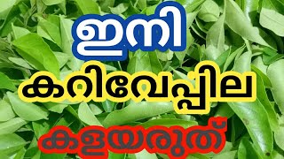 ഇനി കറിവേപ്പില കളയരുത് | Benefits of Curry leaves | Kariveppila | Insect bites | Hairloss