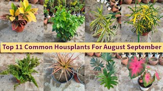 ये 11 Common Houseplants गर्मी सर्दी हमेशा हरे भरे रहेंगे || August September Top Permanent Plants