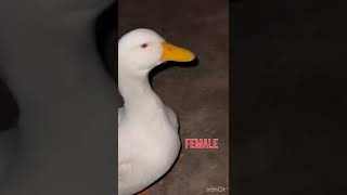 HOW to TELL if your DUCK is MALE or FEMALE🦆 #DUCK