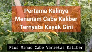 Review Cabe Varietas Kaliber, Kelebihan dan Kekurangannya