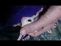 フクロモモンガリューシスティック sugar glider モモちゃん♪かたまり中♪