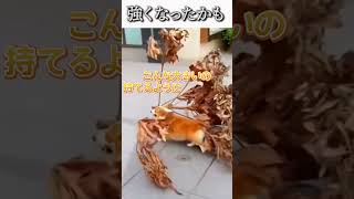 犬のおもしろ動画にツッコミどころ満載なアフレコしてみた＃121【コーギー】【ハプニング映像】#shorts　#アフレコ #面白動画