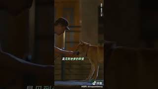 忠犬八公0331上映 #電影 #抖音 #動物 #douyin #tiktok #animals