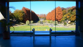 4K 神奈川県　相模原市　相模原公園  フランス式庭園とメタセコイア並木の紅葉　2021年12月3日