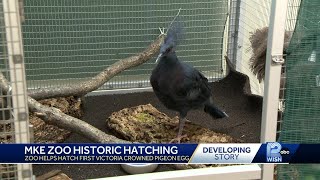 Milwaukee County Zoo's first Victoria-crowned pigeon hatches