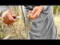 how to graft pomegranate tree pomegranate grafting method