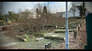 Entsetzen über Baumfällungen in Viersen