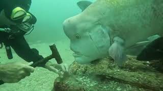 81 year old diver and this fish (Asian sheepshead wrasse) have been best friend for nearly 30 years.