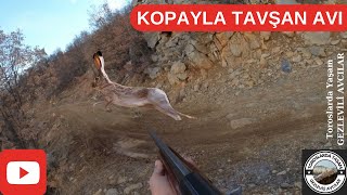 KOPAYLA TAVŞAN AVI (KÖPEKLERİN ÖNÜNDE GELMEZSE VURMAM)#rabbithunting #охотанакроликов #viralvideo