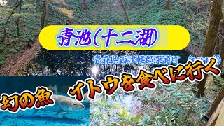 【青池紅葉No 2】青森県西津軽郡深浦町