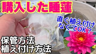 買った睡蓮届いたら必ず○○してください！睡蓮の保管、管理方法、植え付け方法！直ぐ植え付けないとダメ？メダカ睡蓮ビオトープ