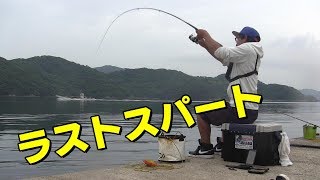 チヌ釣り大会 in 上五島2日目！チヌは釣れるのか！？Rhabdosargus sarba fishing