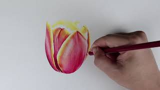 초보자를 위한 색연필로 꽃그리기 수업