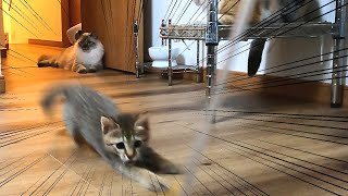 爆走する元気すぎる子猫を見守る先住猫たちはこちらですｗ #18