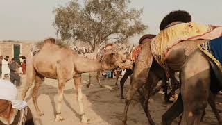 Heart of Desert Chanan peer | Desert in Pakistan | Chanan peer mela in Desert | Bahawalpur