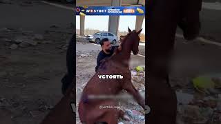 Спасли бесхозных лошадок и отвезли в приют 😮🔥🐎