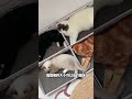 这个猫抓板猫猫真的超爱，给你家主子买一个呀 阿福是只橘猫 萌宠好物 猫抓板