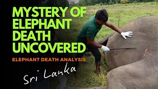 Elephant postmortem  - ශ්‍රී ලංකාවේ අලි මරණ